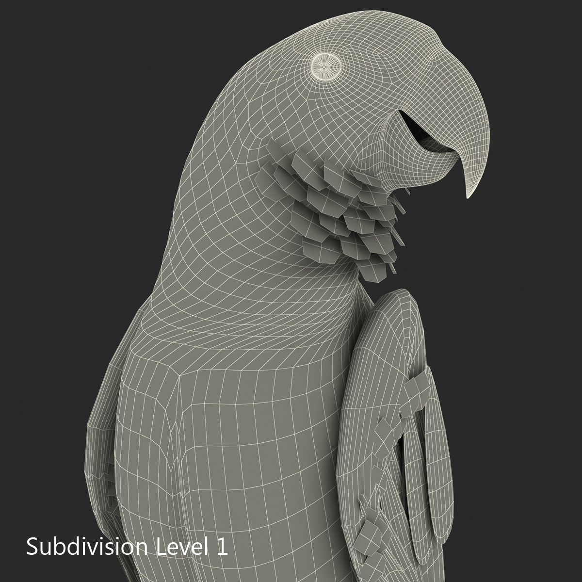 View of blue gold macaw rigged max