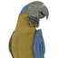 blue gold macaw rigged max