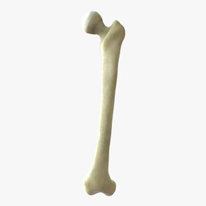 skeleton femur leg bones fbx