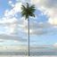 royal palm tree 3d model
