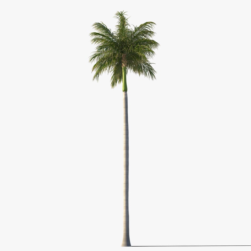 royal palm tree 3d model