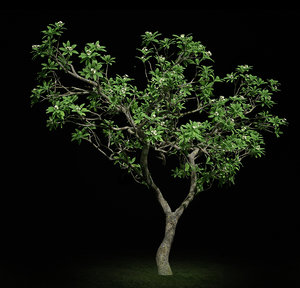 3d model hi resolution tree