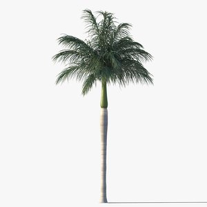 royal palm tree max
