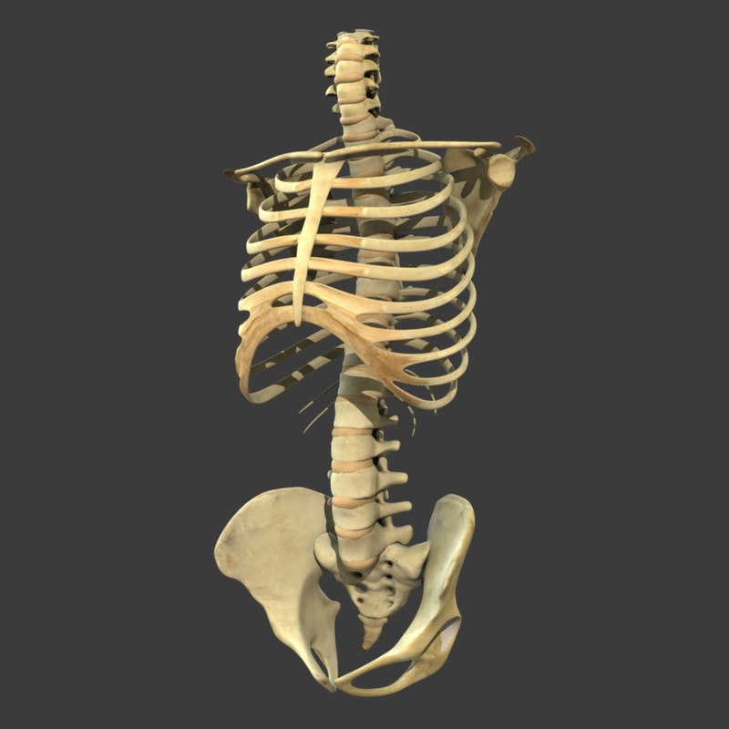 skeleton torso 3d obj