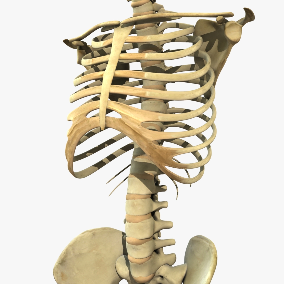 Skeleton Torso 3d Obj