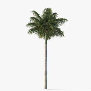 royal palm tree fbx