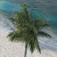 royal palm tree 3d max