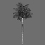 royal palm tree 3d max