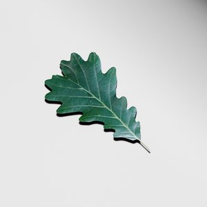 oak leaf 3d model
