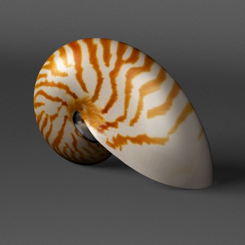 Nautilus Shell 3d Model