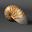 nautilus shell 3d model