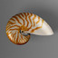 nautilus shell 3d model