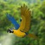 maya parrots animation ara