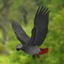 maya parrots animation ara