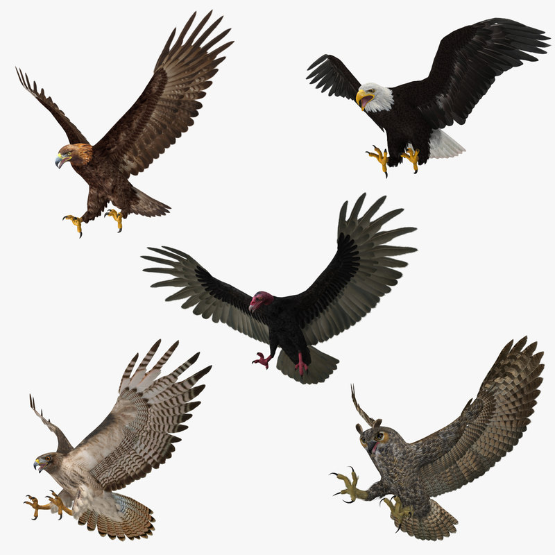 Bird of prey model