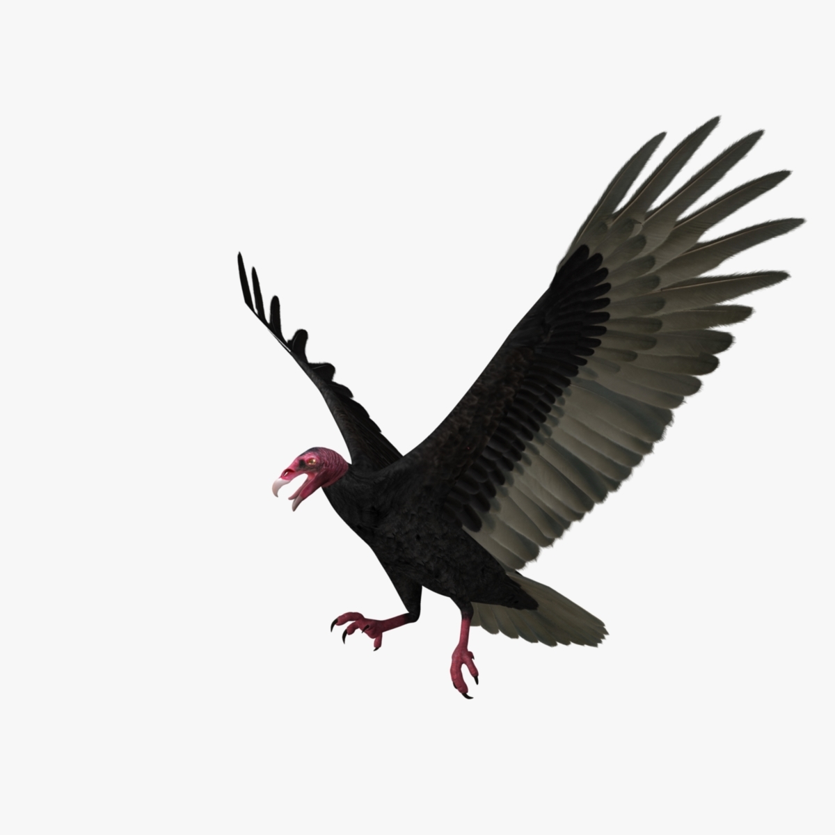 3d model birds prey