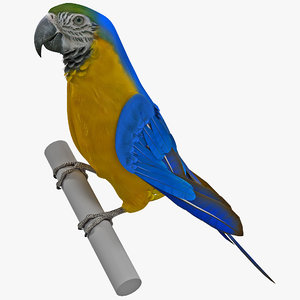 3d blue gold macaw pose