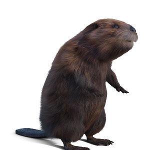 3d model beaver