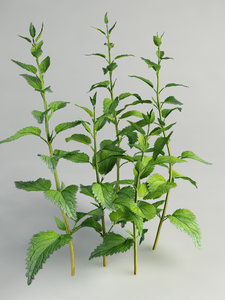 3ds max nettle plant