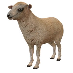 sheep ma