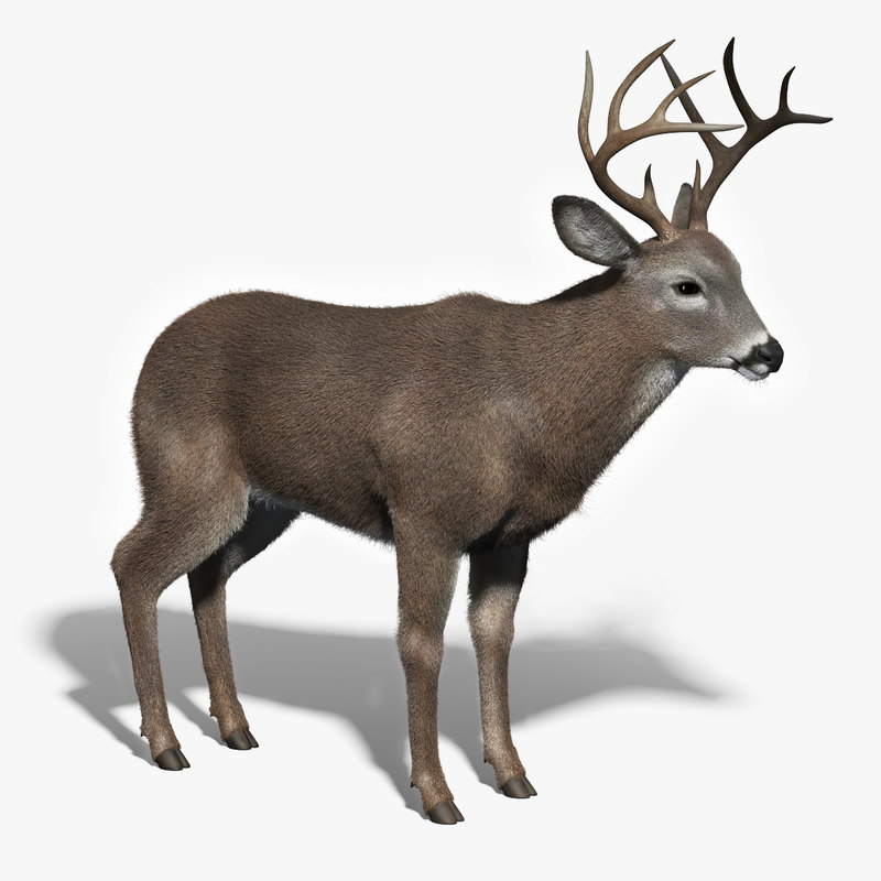 3d white tailed deer fur model
