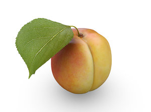 apricot leaf 3d model