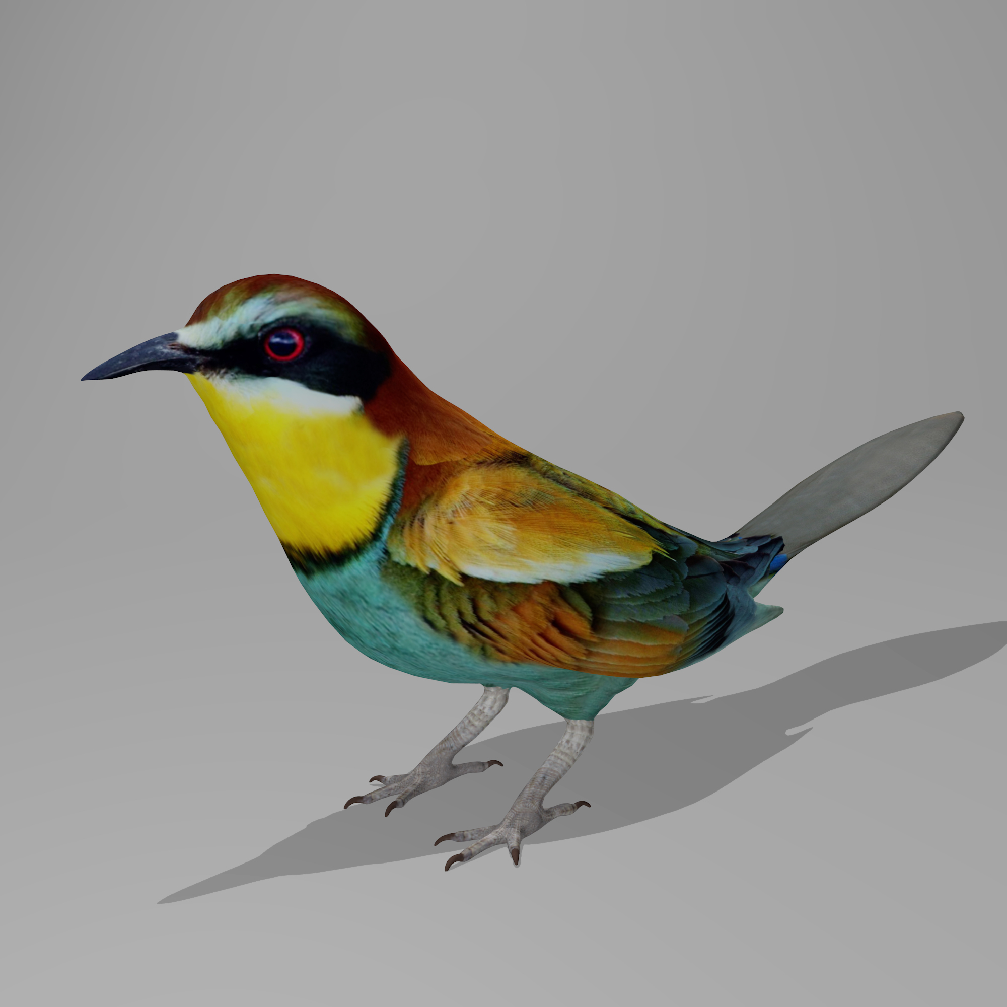 欧洲食蜂鸟3d模型