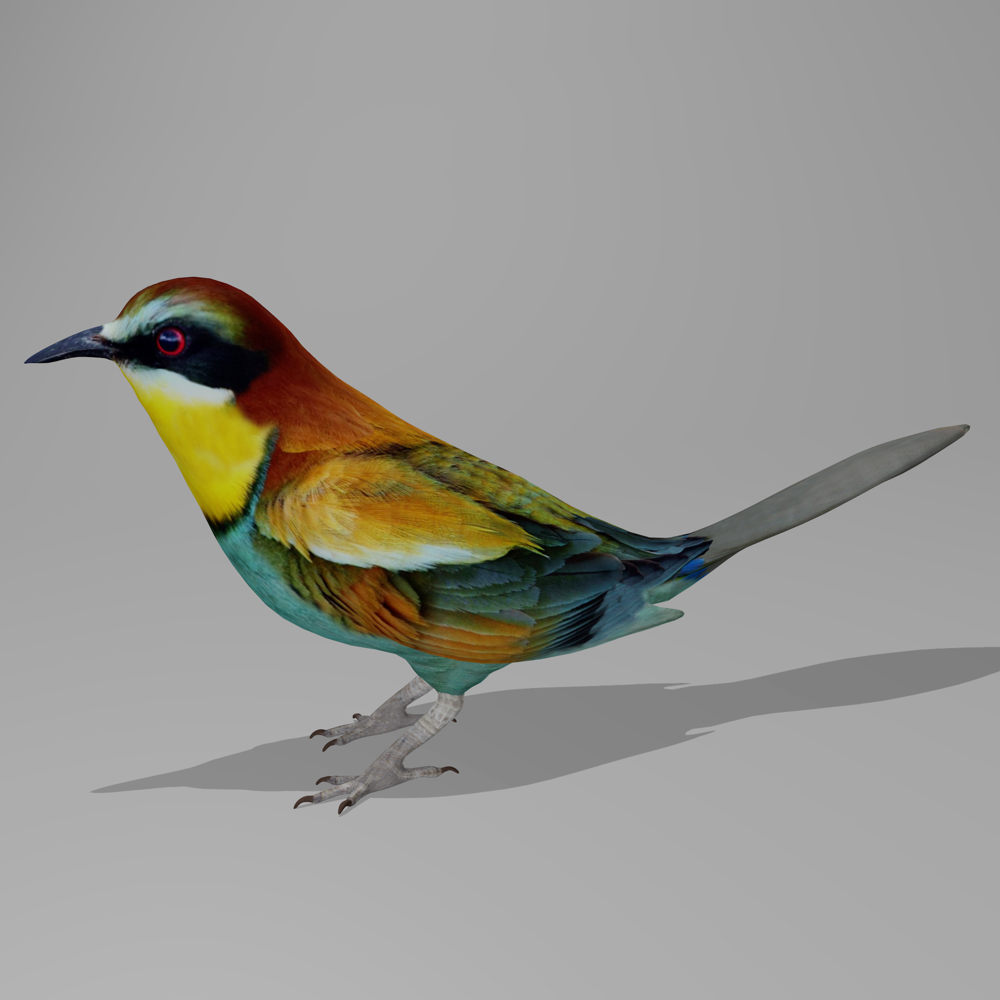 欧洲食蜂鸟3d模型