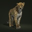 cheetah fur animation 3d ma