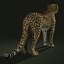 cheetah fur animation 3d ma