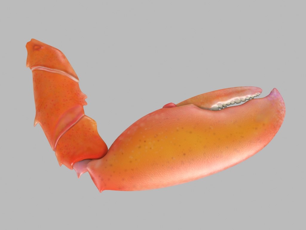 3d lobster claw