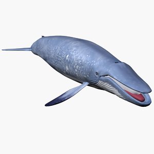 blue whale 3ds