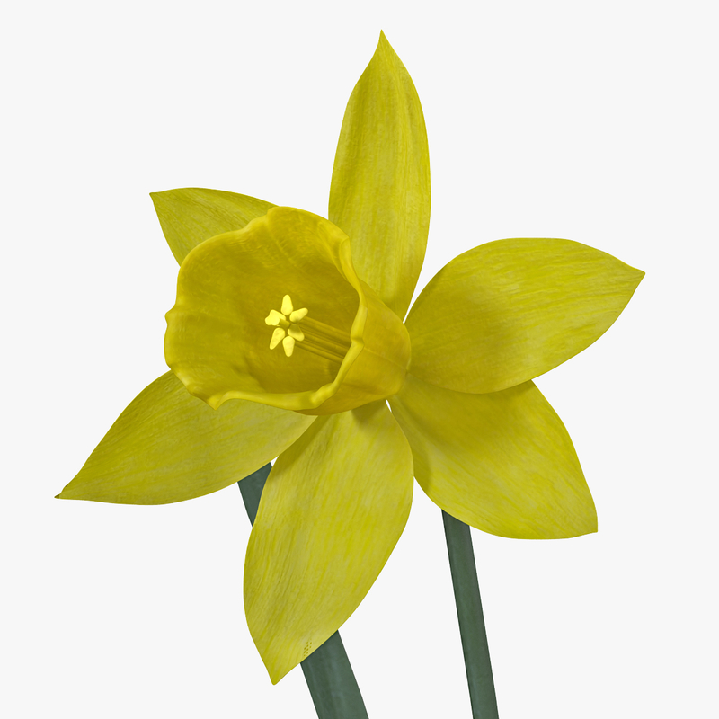 daffodil flowers 3ds