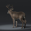 3d white tailed deer fur