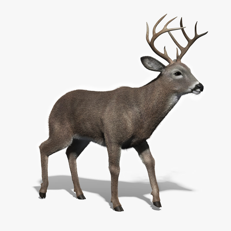 3d white tailed deer fur