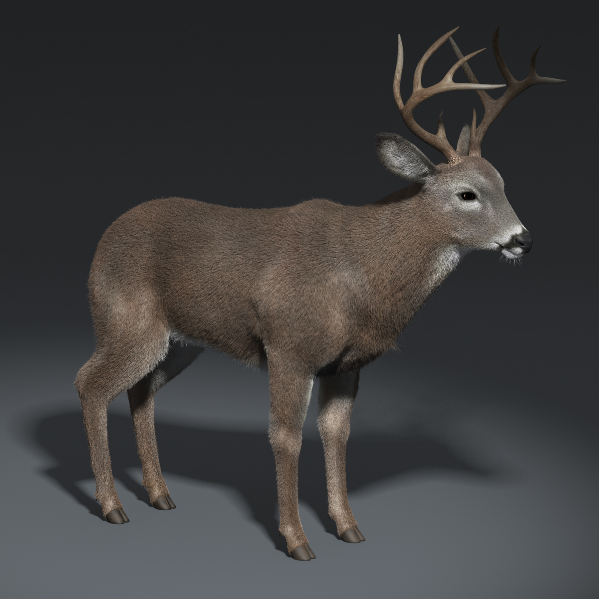 3d white tailed deer fur model