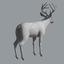 3d white tailed deer fur