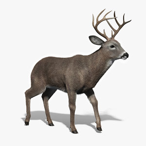 3d white tailed deer fur model