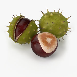 3d model realistic chestnut real