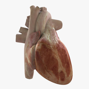 heart realistic human obj
