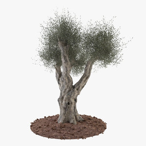 3d Olive Tree Models Turbosquid - olive tree roblox