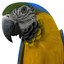 max blue gold macaw pose