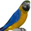 max blue gold macaw pose
