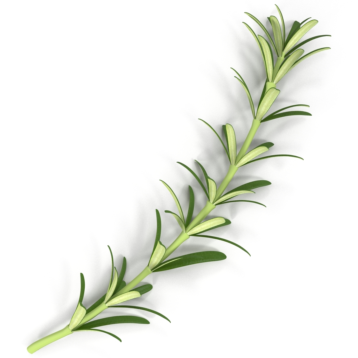 3d Rosemary Model