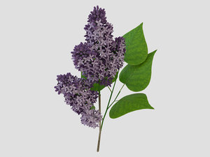 max violet lilac