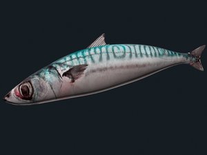 3d mackerel