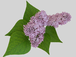 3d model branch pink lilac