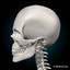 human skeletal rigged skeleton 3d c4d