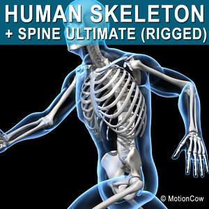 human skeletal rigged skeleton 3d c4d