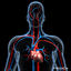 cardiovascular human organ 3d model
